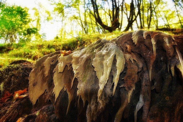 Krupni plan okamenjene mahovine i osusenih bigrenih kaskada na Taorskim vrelima