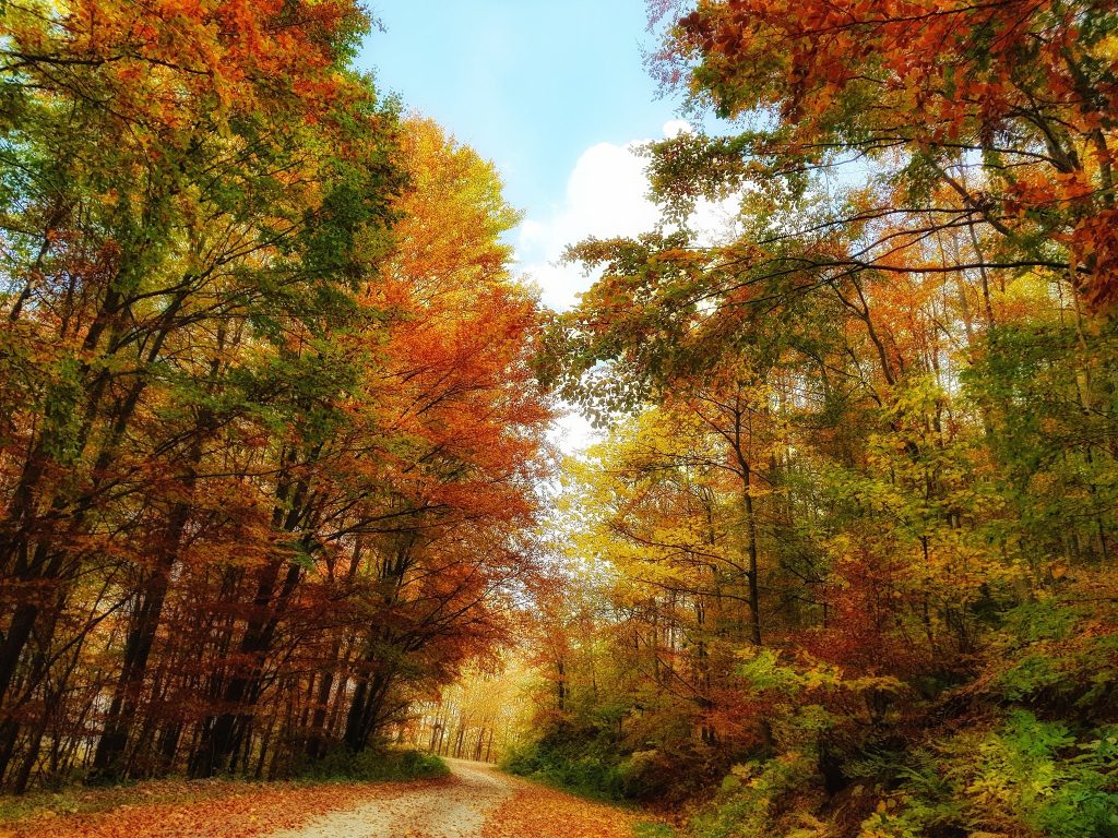 Sumski put prekriven opalim liscem u jesenjim bojama na planini Povlen ka Taorskim vrelima