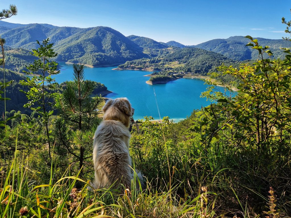 Zlatni retriver uživa u pogledu na tirkizno Zaovinsko jezero sa vidikovca Jabučica na planini Tara