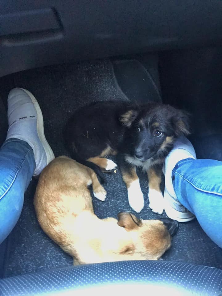 Naša dva mala saputnika na putu ka Mitrovcu. Ponekad je spasavanje jedan mali krug za čoveka, ali ceo svet za njih