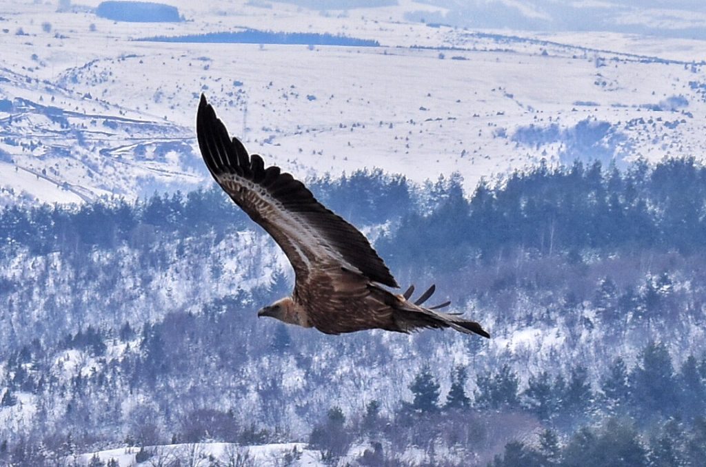 Beloglavi sup krstari nebom iznad zaleđenih padina i šuma Pešterske visoravni