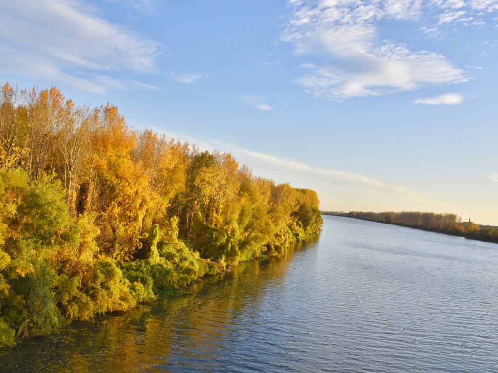 Jesenji pejzaž reke Tise u Vojvodini sa drvećem zlatno-žute boje na obali i mirnom vodom.