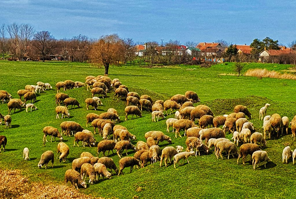 Veliko stado ovaca na zelenom pašnjaku u Severnom Banatu pod vedrim nebom, sa seoskim kućama u pozadini