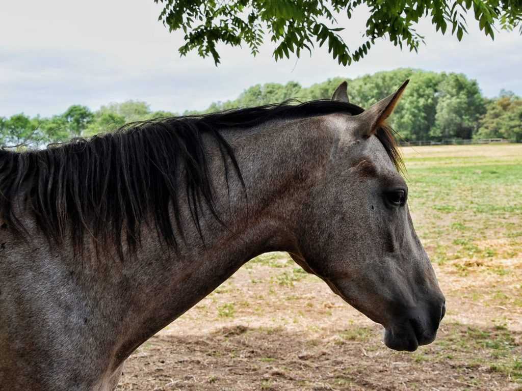 Plemeniti konj na ergeli dvorca Fantast u Beceju imanje Bogdana Dundjerskog