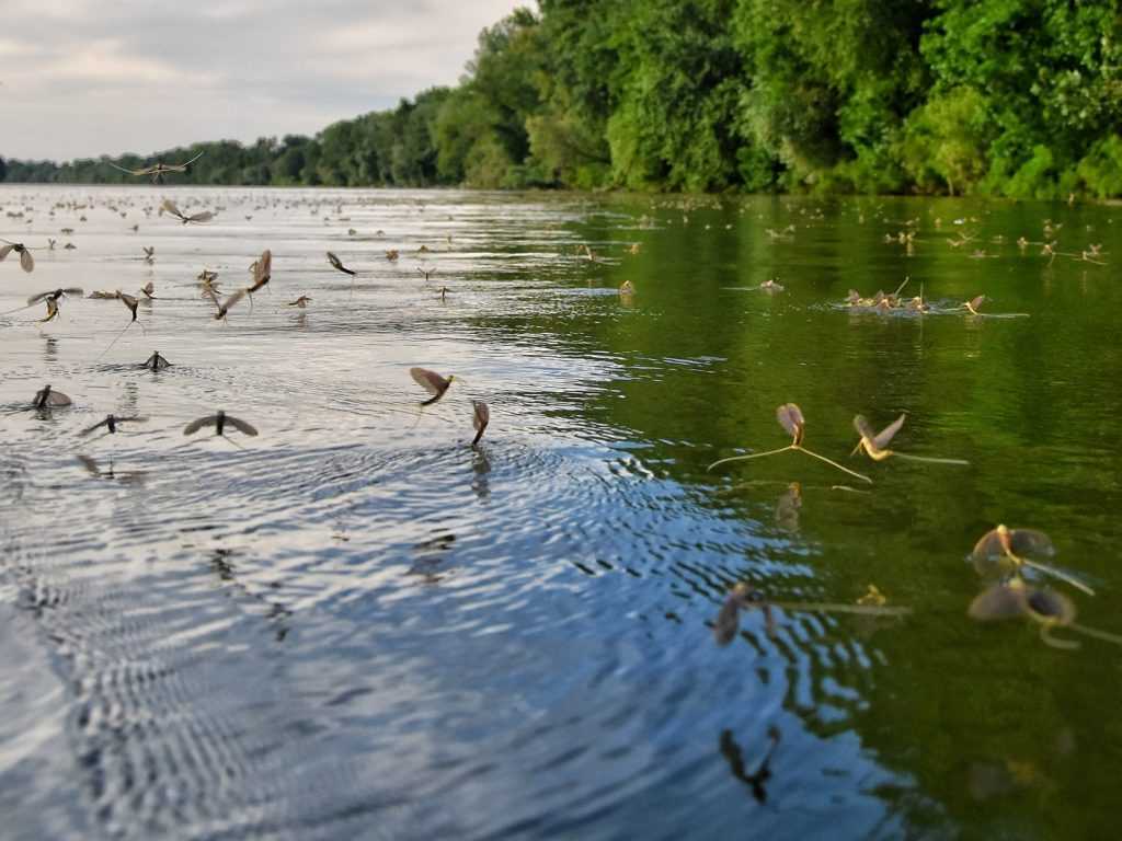 Veliki broj insekata Tiski cvet leti tik iznad povrsine reke Tise pored sumovite obale u Vojvodini