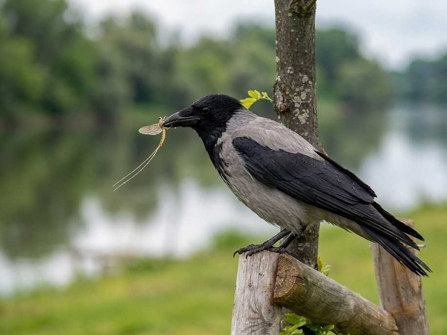 Siva vrana stoji na drvenoj konstrukciji i u kljunu drzi ulovljenog insekta Tiski cvet pored reke.