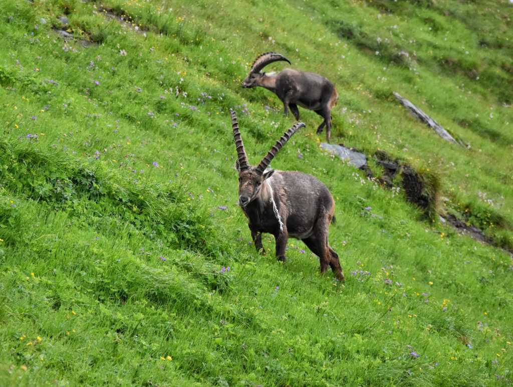 Kozorog kozorog alpska padina Hohe Tauern Grosglokner