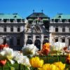 Zuti i beli tulipani u prvom planu sa dvorcem Belvedere u Becu u pozadini pod vedrim nebom