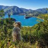 Zlatni retriver uživa u pogledu na tirkizno Zaovinsko jezero sa vidikovca Jabučica na planini Tara