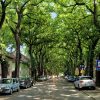 Pogled niz ulicu generala Drapšina u Kikindi sa gustim zelenim tunelom koji formiraju krošnje drveća iznad puta sa parkiranim automobilima