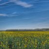 Boje koje bude maštu: Beskrajna polja uljane repice pod nebom Bačke Prostrano polje žute uljane repice u Severnoj Bačkoj pod jarkoplavim nebom sa belim tragovima aviona