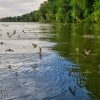 Veliki broj insekata Tiski cvet leti tik iznad povrsine reke Tise pored sumovite obale u Vojvodini