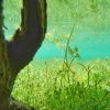 Podvodni snimak bistre zelene vode jezera Gruner See sa vodenim biljkama i stabla drveta u krupnom planu